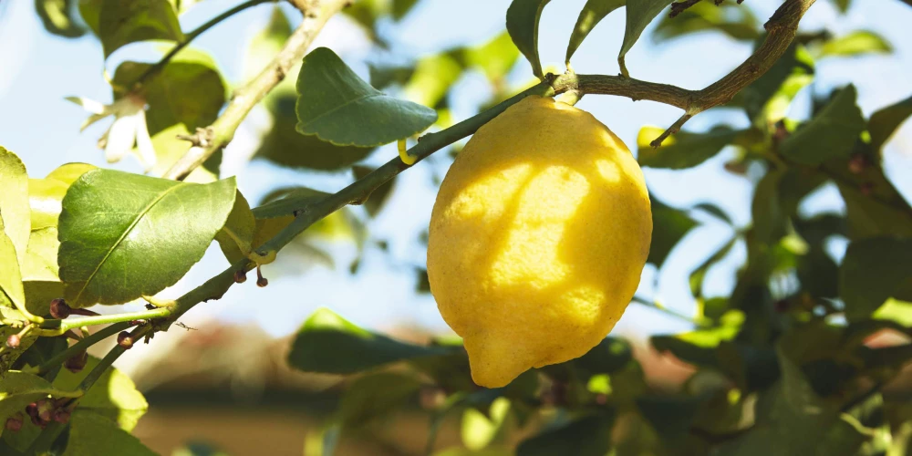 Kosmetikstudio Dr Hauschka