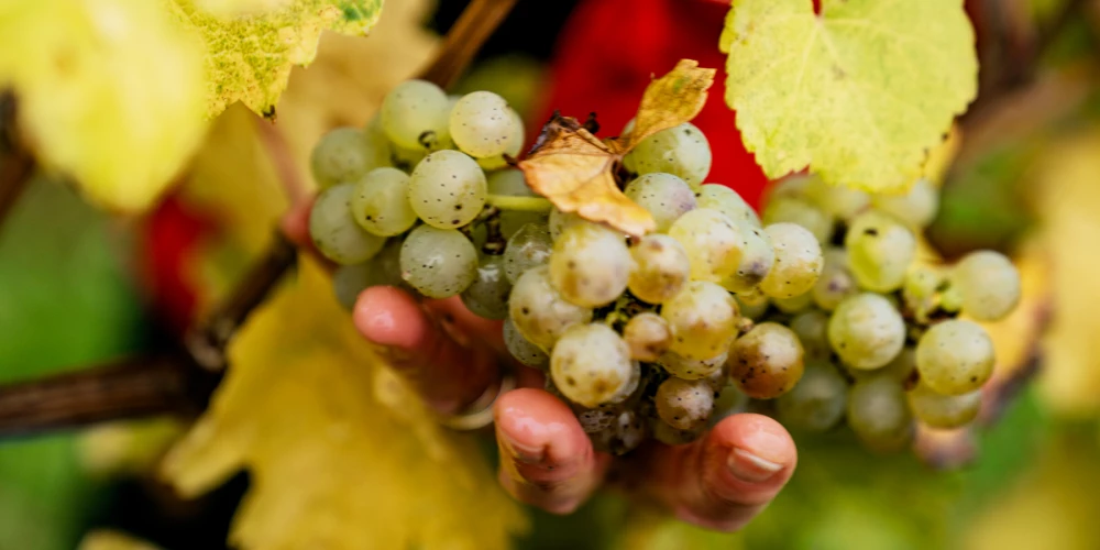 Hand hält eine Rebe